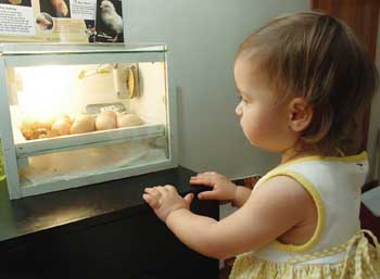 Preschool child watches chicken eggs hatching in an incubator