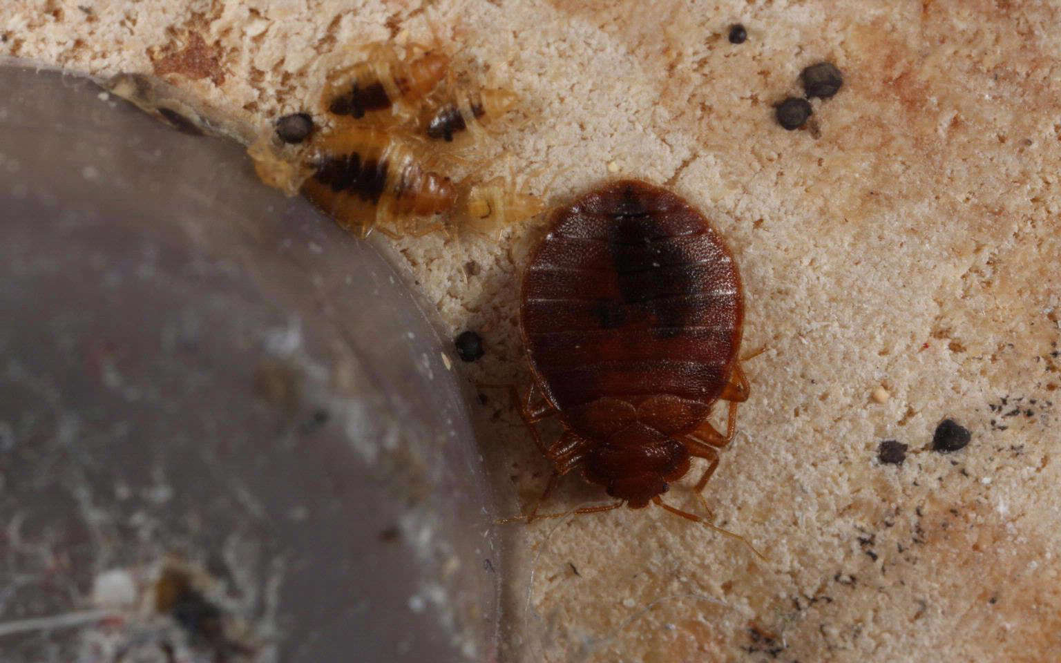 An adult and several nymph bedbugs hiding under the foot of a recliner. Also visible are tiny, dark spots of blood.