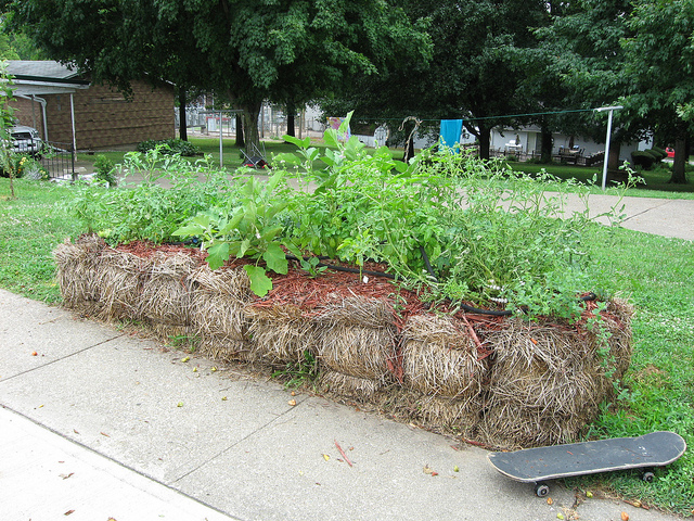 Straw Bale Gardening Offers Options For Gardeners Mu Extension