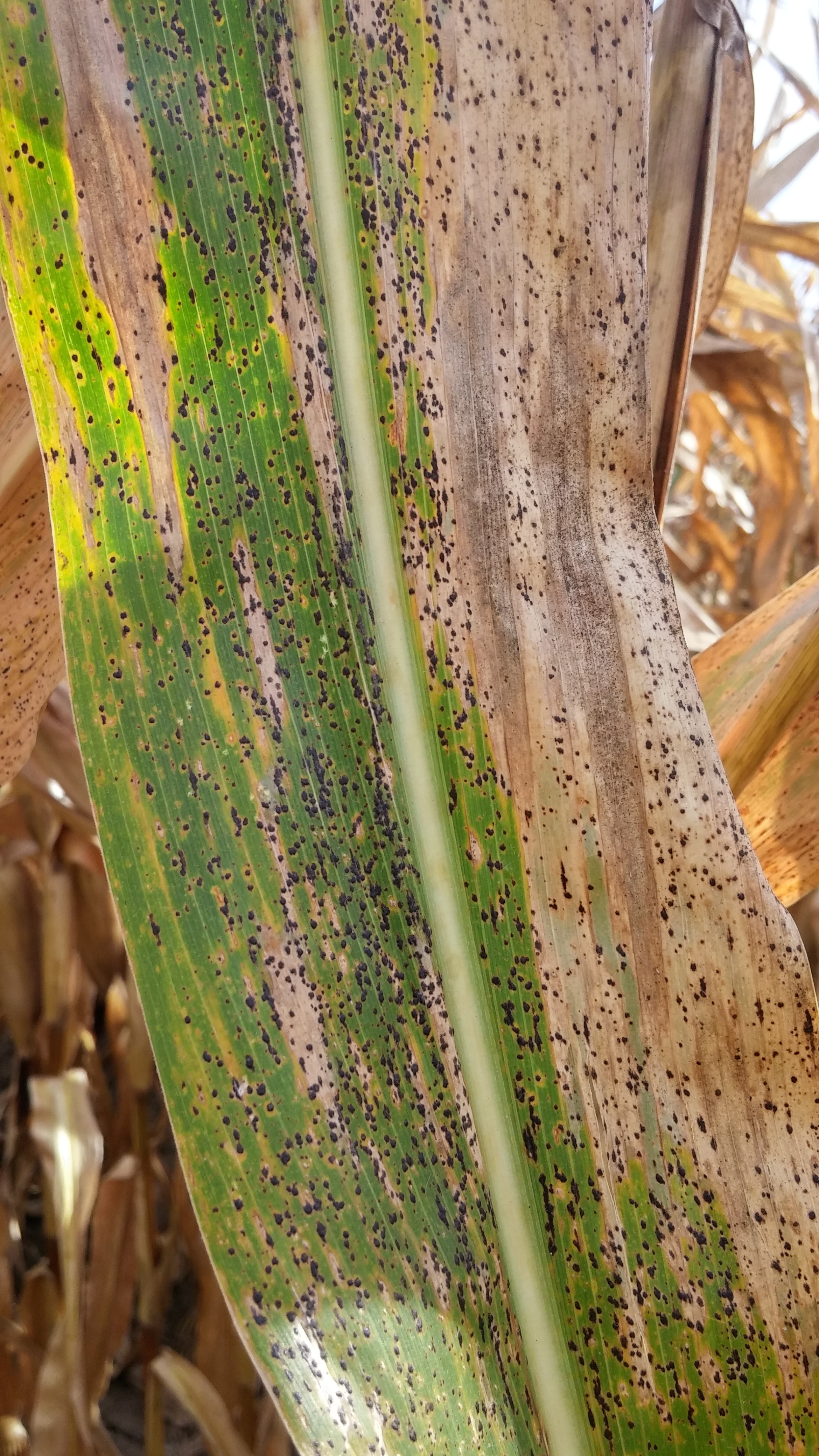 Open Figure 3. Stroma of tar spot covering a leaf with both green tissue and brown senescing tissue. Multiple diseases can occur with tar spot. These black raised dots are the stroma of the tar spot pathogen, which overwinters on residues at the soil surface. 