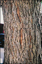 Split bark