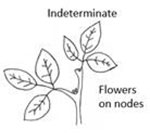 Image of indeterminate flowers on nodes