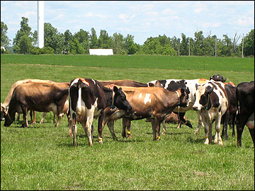 A dairy cow grazing.