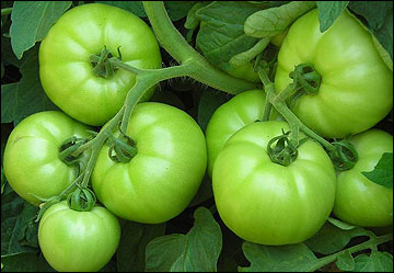 Several well-grown tomatoes on a vine.