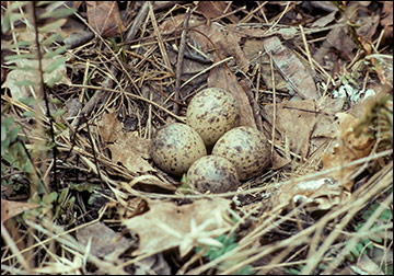 Hens typically lay four mottled eggs that blend into ground cover