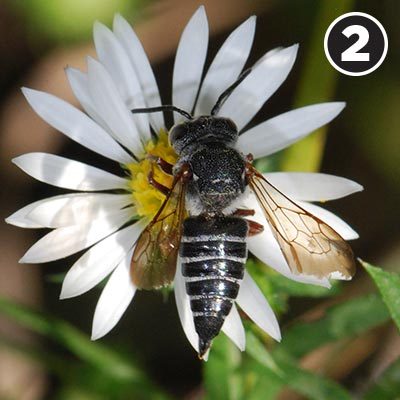 A cuckoo leafcutter bee