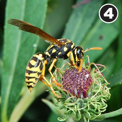 A paper wasp