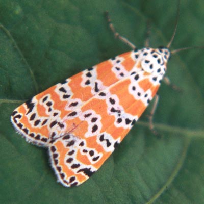 A bella moth