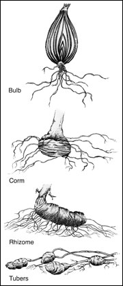 Identify bulbs and bulblike structures