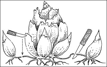 Mature bulbs can be separated