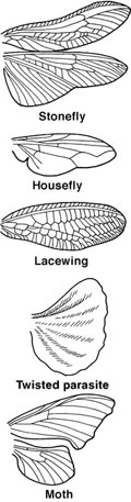 Insect wings are almost always found only on mature insects