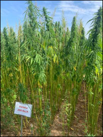 A field of full-grown hemp.