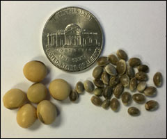 A nickel lying beside a few hemp grains and a handful of soybeans.