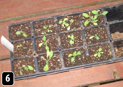 Transplanted seedlings in a germination tray.