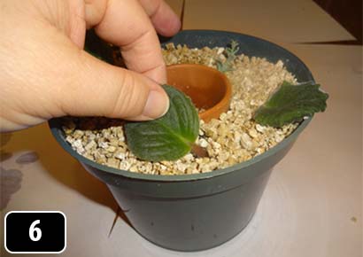 Cuttings being placed into vermiculite in a plastic pot.