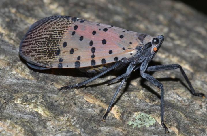 When its wings are not spread, the spotted lanternfly is fairly unremarkable in appearance. Photo by Greg Hoover, Penn State University.