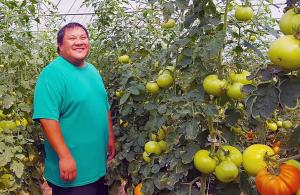 Tomatoes are among the many vegetables grown in the high tunnels owned by Fue Yang and his family. Photo courtesy of Farmers Market Coalition.