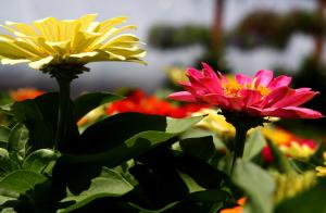 Zinnias.By Flickr user Liz West/CC BY-SA 2.0