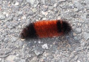 Woolly bear caterpillar. Whitney Cranshaw, Colorado State University, Bugwood.org