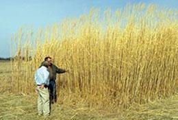Two people in a field surrounded by large crop