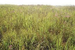 Native grasses and forbs