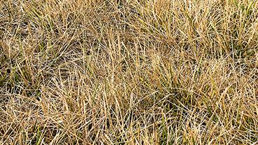 Dried out forage drought conditions