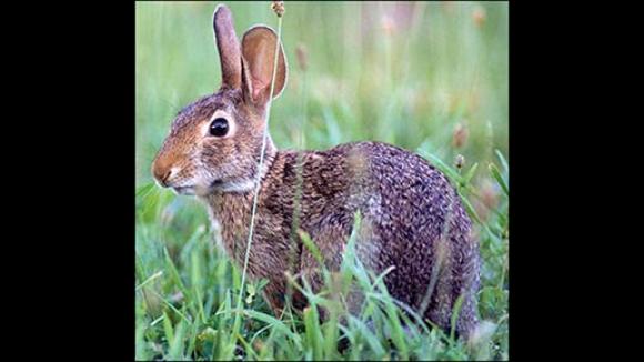 Cottontail rabbit in a field.