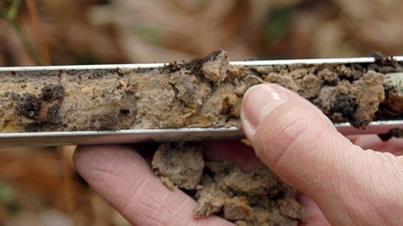 A soil sample.
