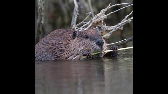 A young beaver feeding on a willow shoot.