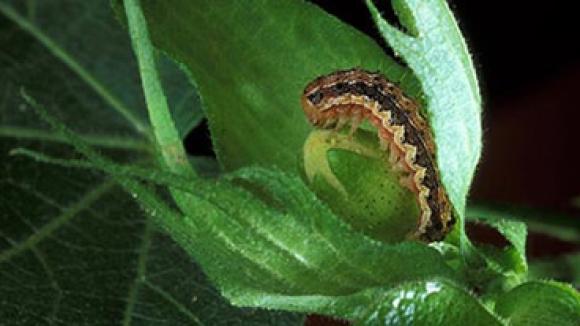 Cotton bollworm